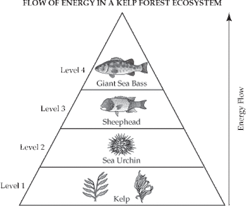 Image Websites on Pictures Of The Food Web  Biomass  And Energy Pyramid Of A Swamp